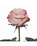 Hybrid tea rose Sweetness